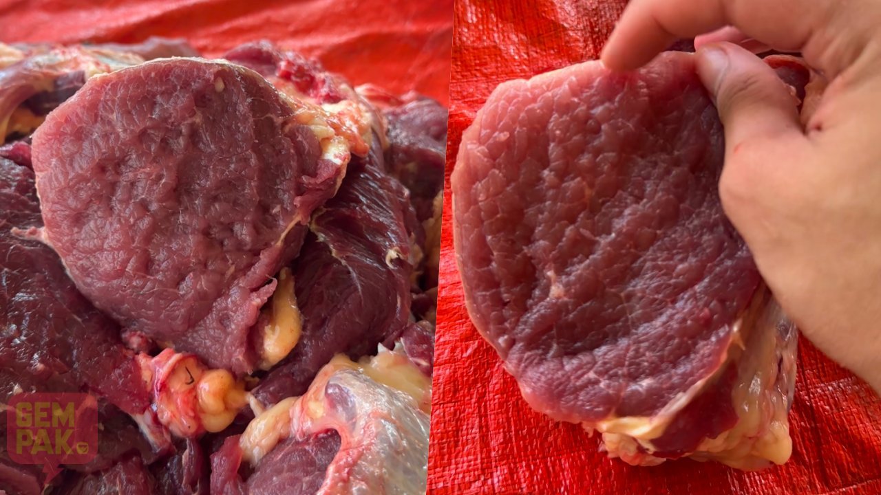 astro-gempak-daging-hidup.jpg