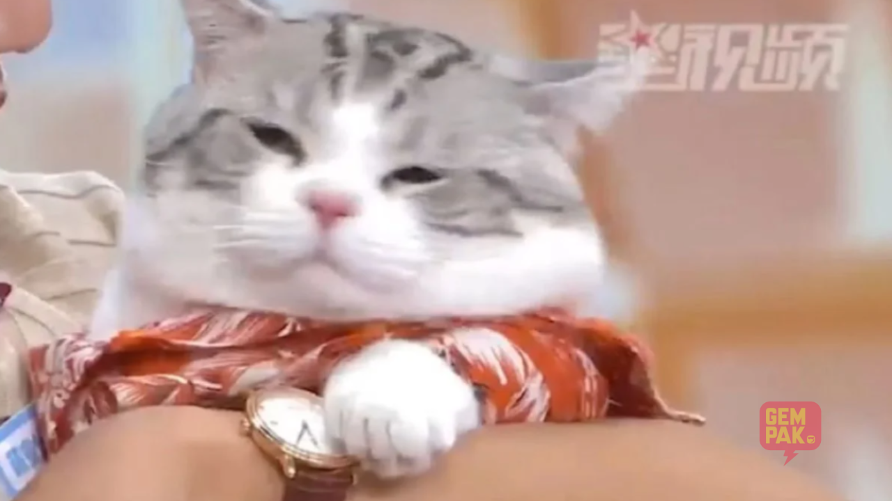 astro-gempak-kucing-cari-jodoh.png