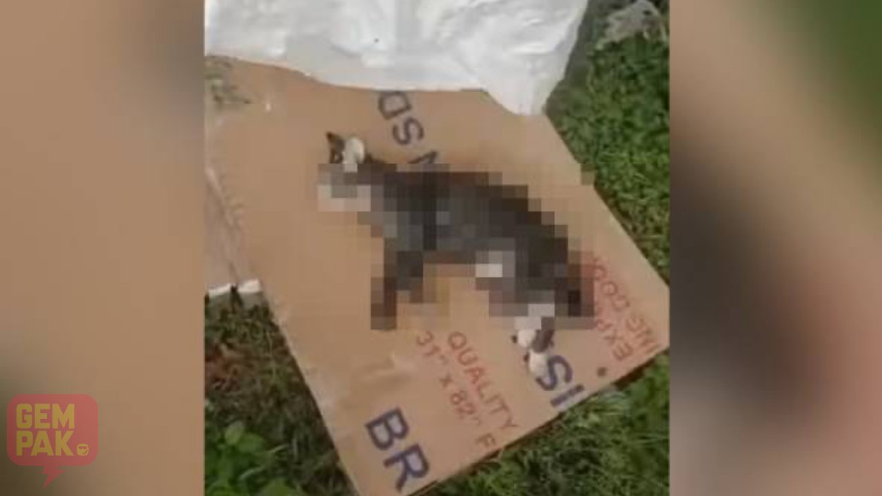 astro-gempak-polis-tahan-lelaki-buang-kucing-dalam-sungai.jpg