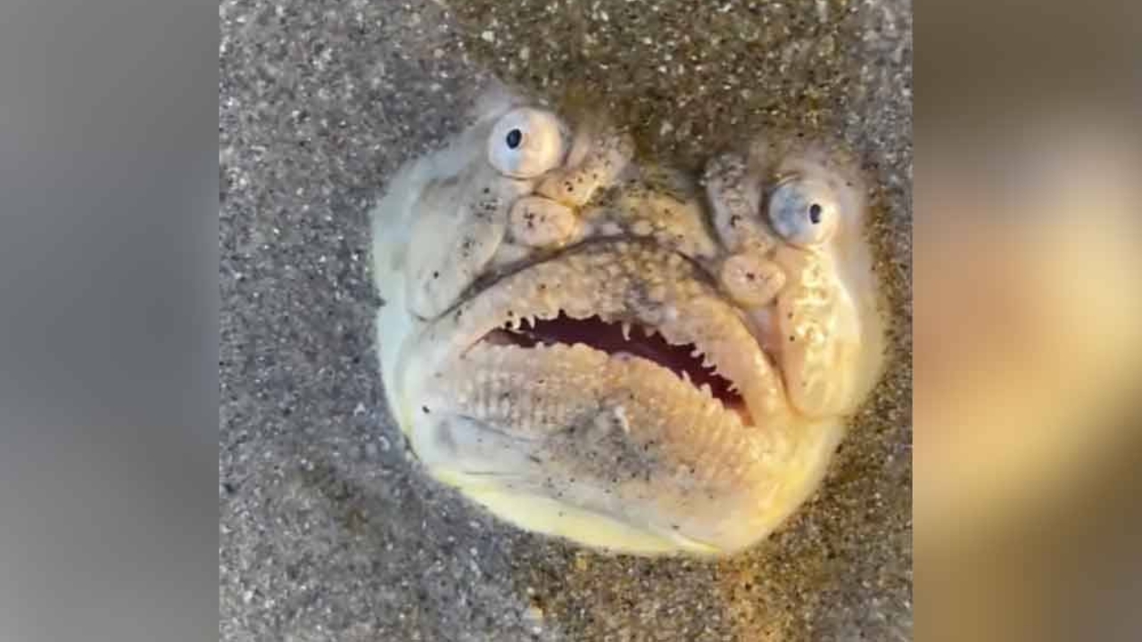 astro_gempak_ikan_wajah_hantu.jpg