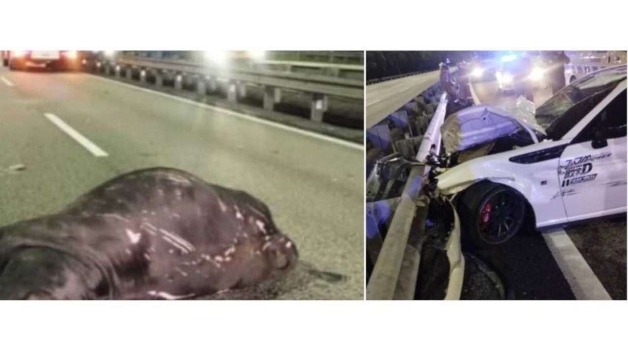 astro_gempak_maut_rempuh_lembu.jpg