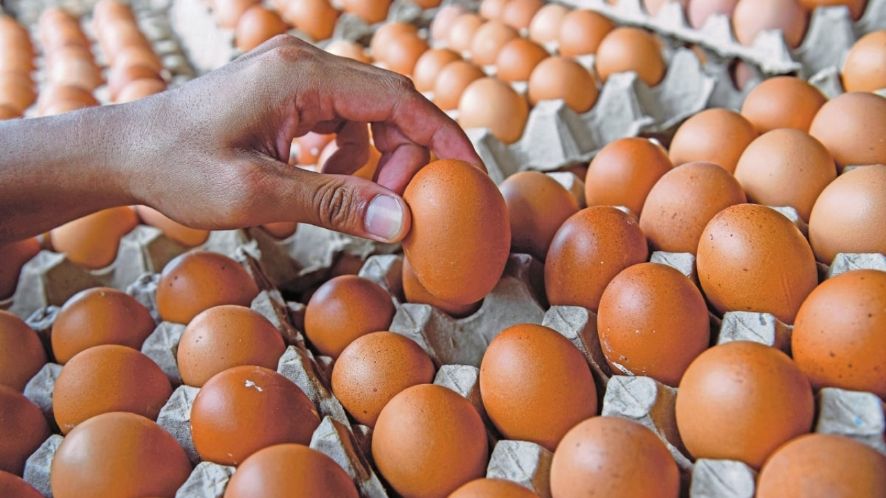 astro_gempak_telur_turun_harga-(1).jpg