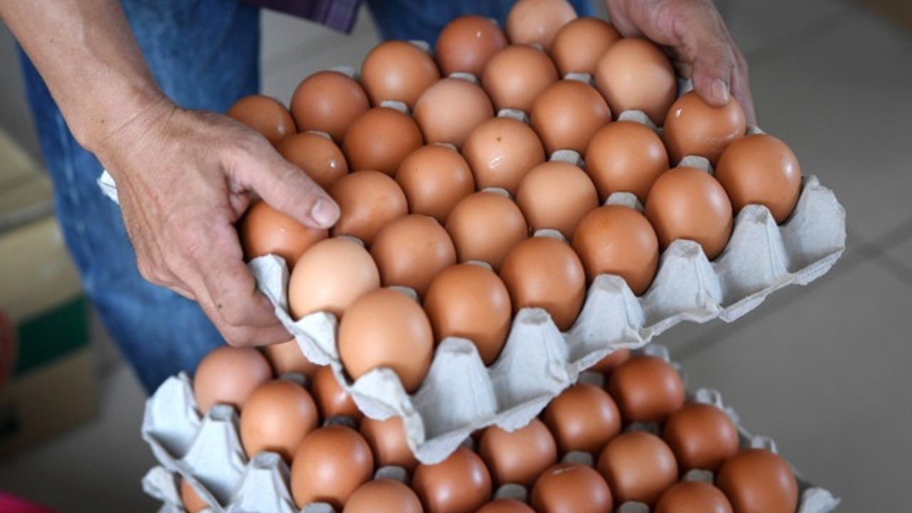 astro_gempak_telur_turun_harga.jpg
