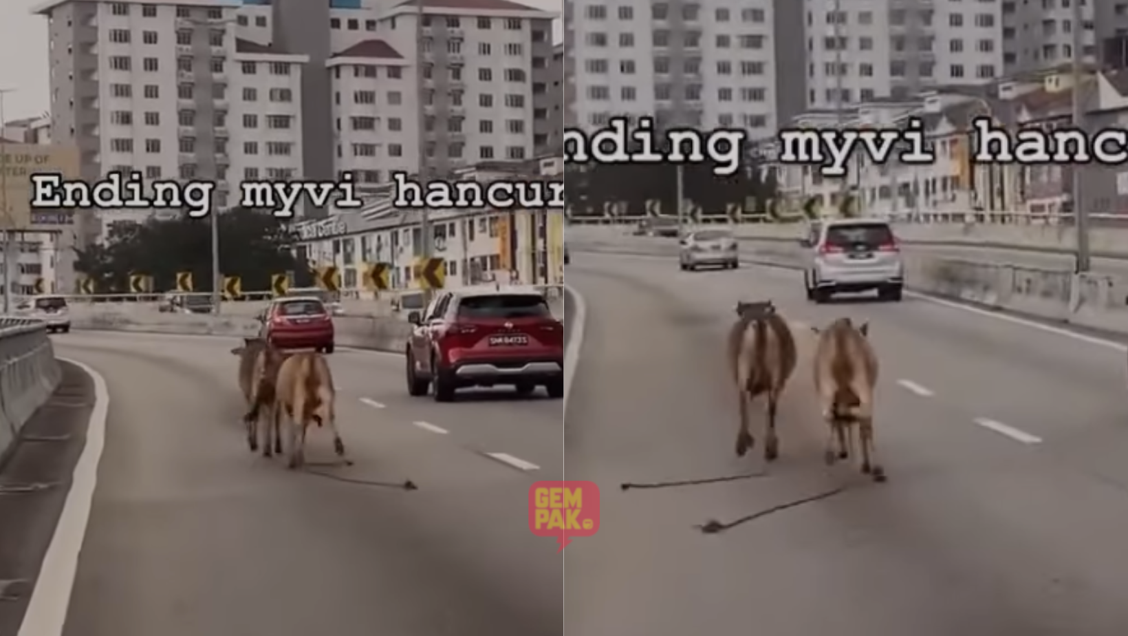 astrogempak_dua-lembu-terlepas-di-lebuh-raya,-myvi-didakwa-rosak-akibat-terlanggar-salah-seekor.png