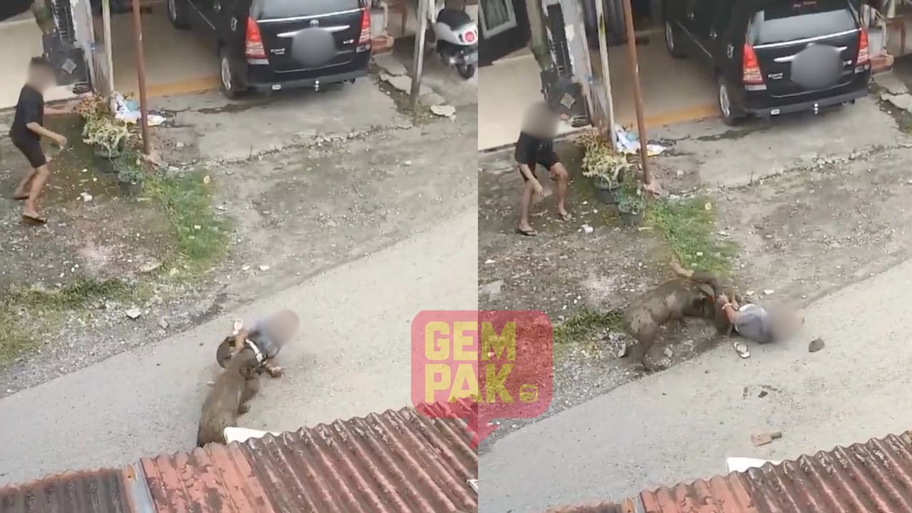 astro-gempak_pakcik_kena_sondol_babi_hutan.jpg