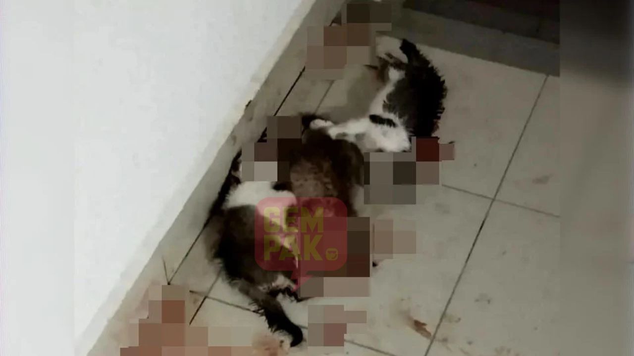astrogempak_polis_terima_laporan_kucing_dibunuh_kejam.jpg