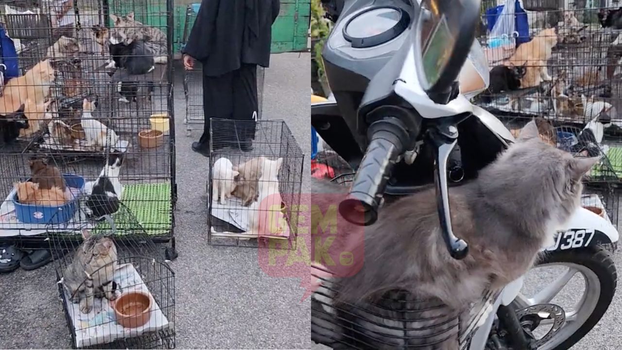 astro_gempak_kucing-pindah-100-ekor-bawa-lori.jpg