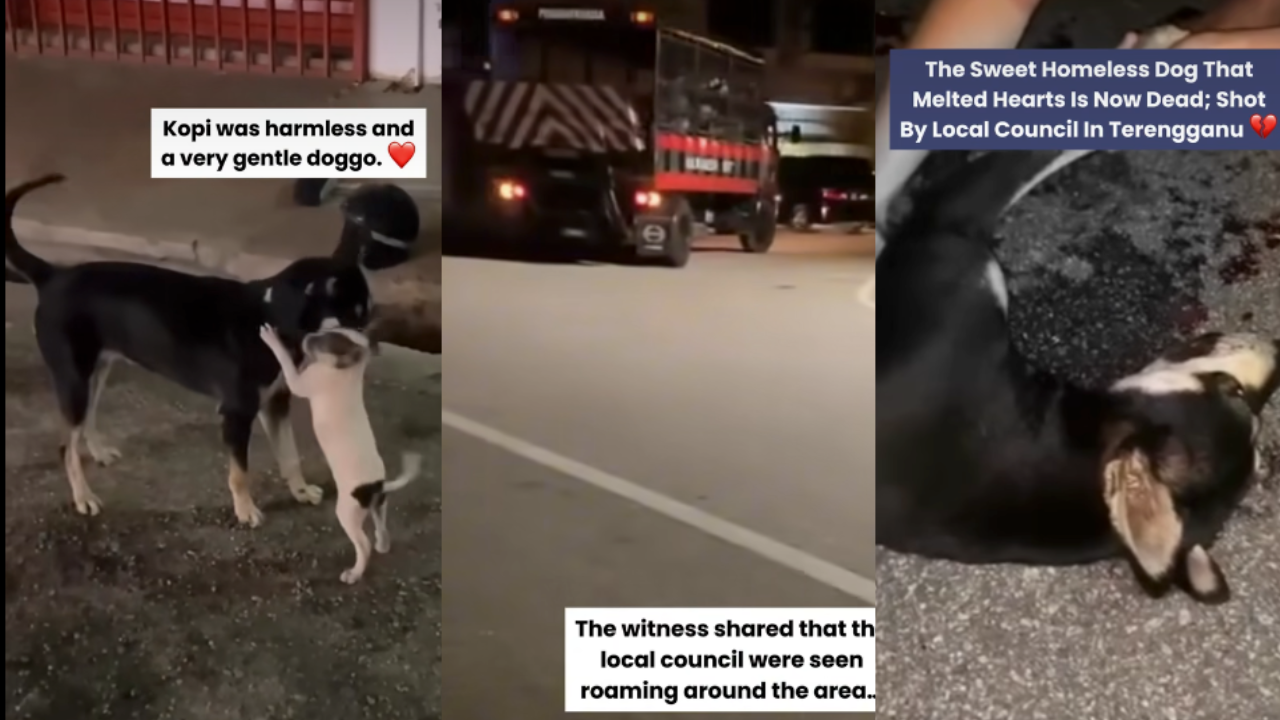 dog-shooting.png