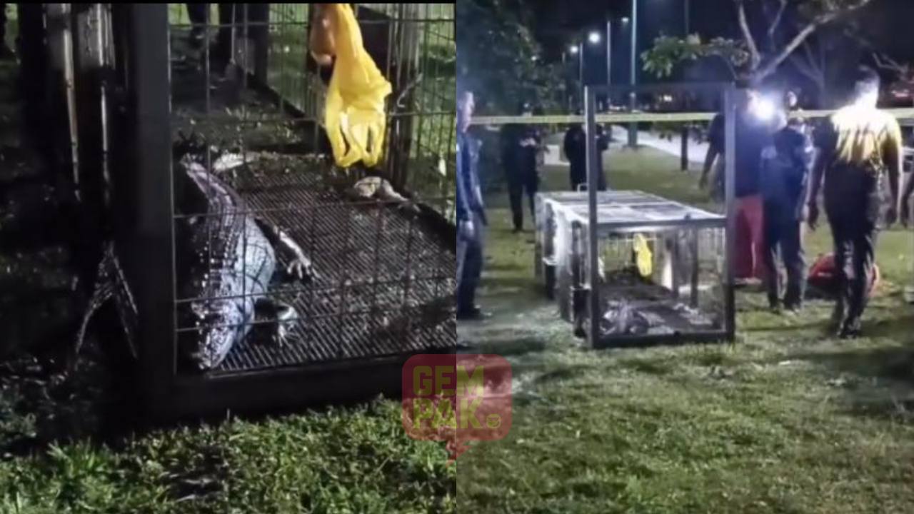 astro_gempak_buaya-di-tasik-seksyen-7-akhirnya-berjaya-ditangkap.jpg