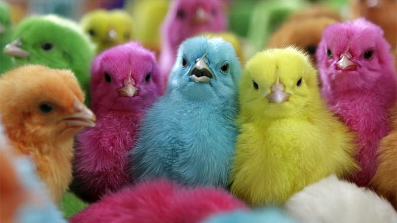 astro_gempak_mewarna-anak-ayam-tidak-aniaya-haiwan.png