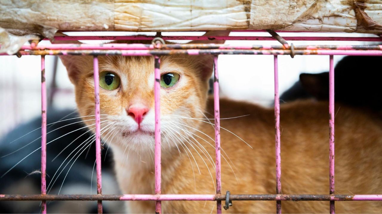 astro_gempak_vietnam_kucing.jpg