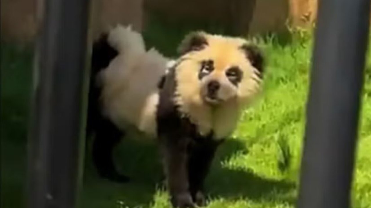 astro_gempak_zoo-di-china-buat-hal-lagi-warnakan-anjing-menyerupai-panda.jpg