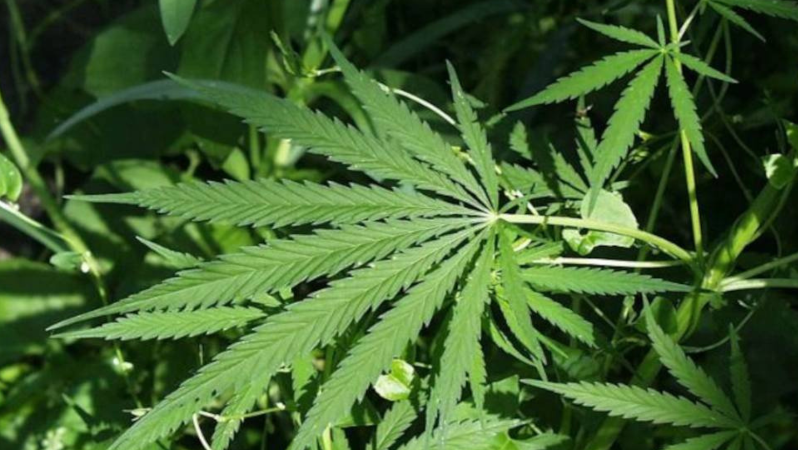 astrogempak_ganja.png