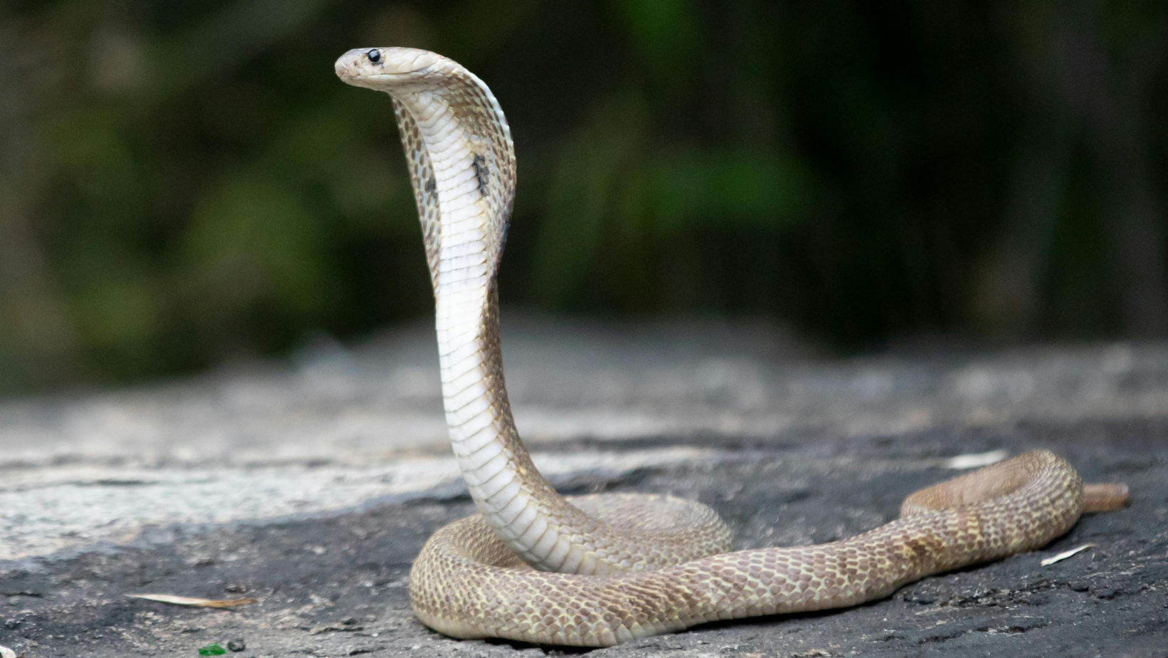 astrogempak_snake.png