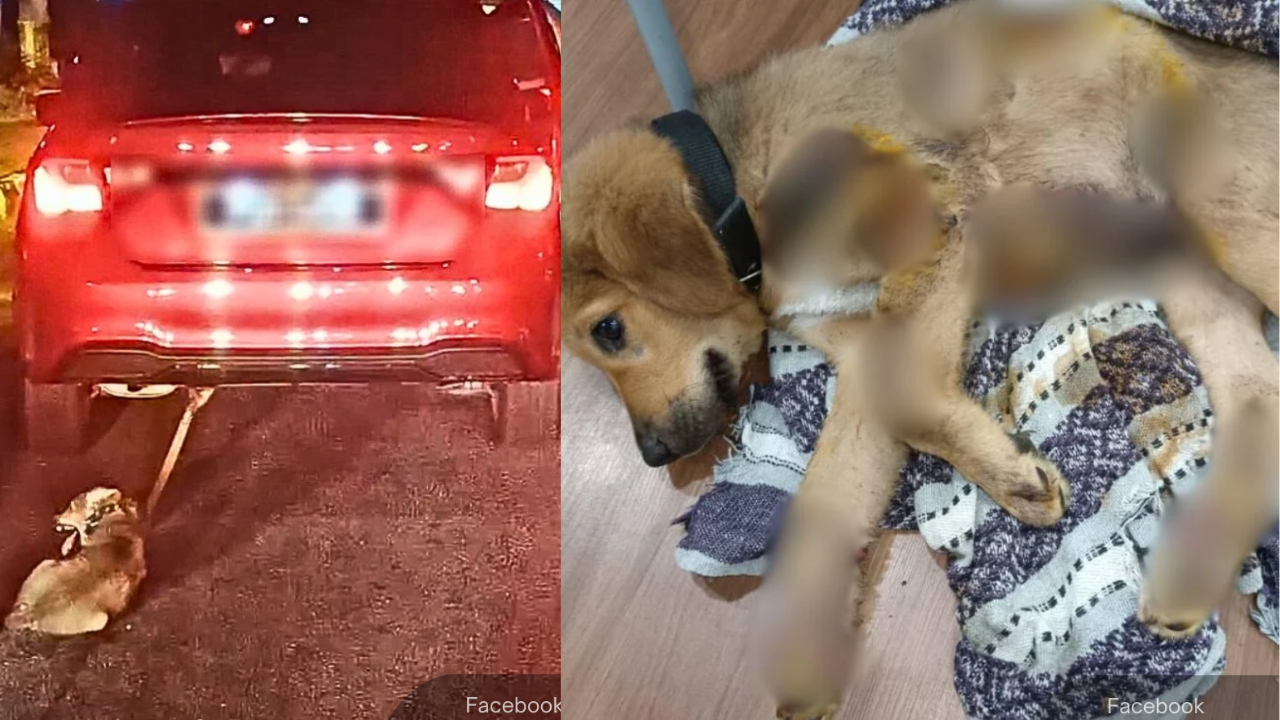 man-tie-dog-car-(1).png