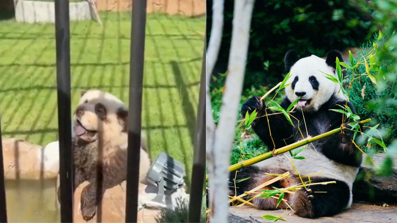 panda-dog.png