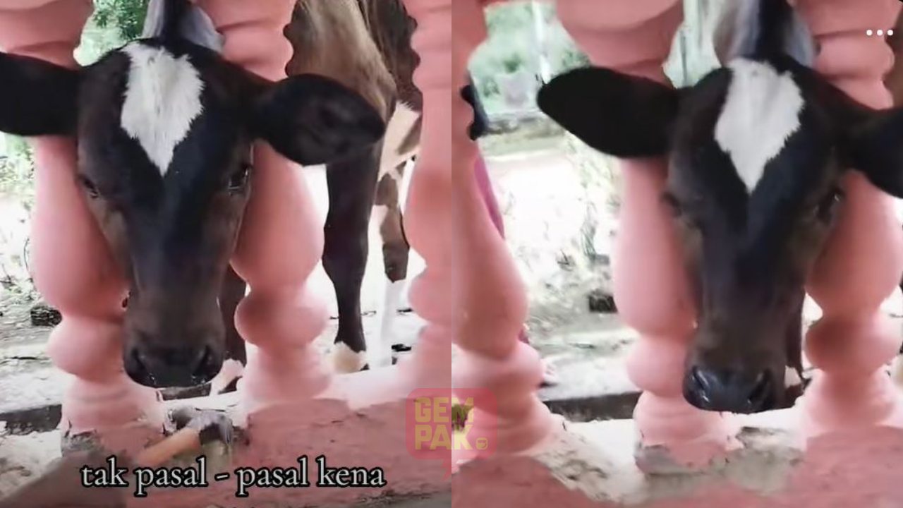 astro_gempak_lembu-tersepit-di-pagar-batu-cuit-hati-netizen.jpg
