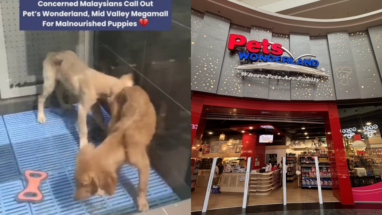 petsft.jpg