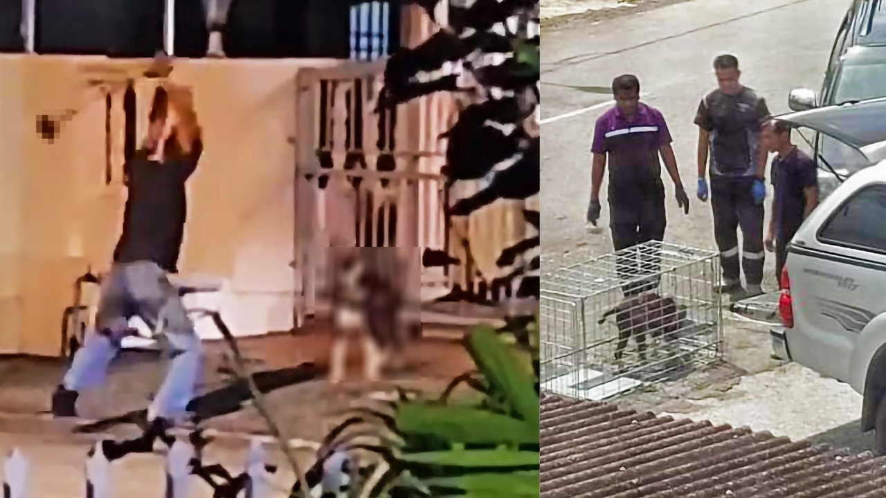 astro_gempak_mekanik_anjing.jpg