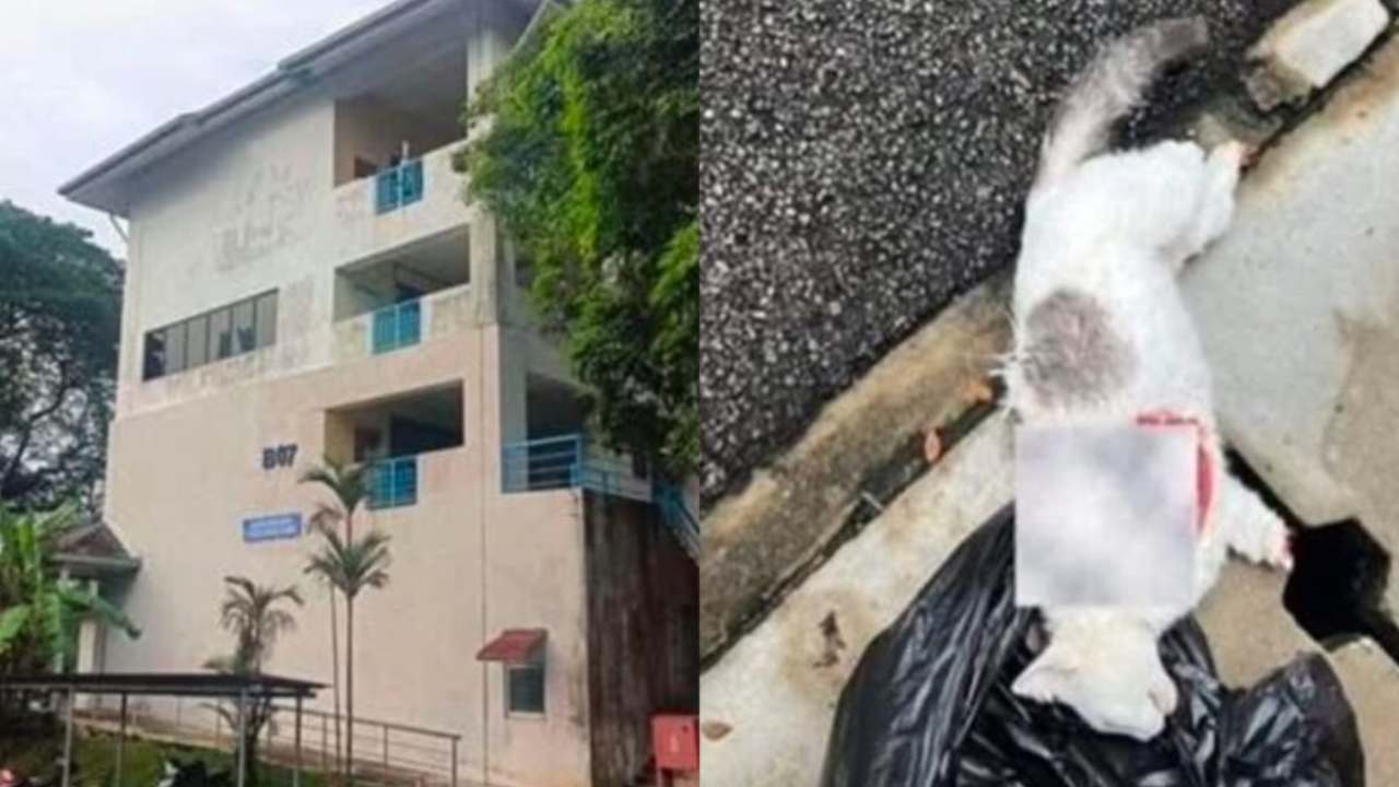 astro_gempak_mencari-pembunuh-kucing-di-um-ganjaran-rm10,000-ditawarkan-untuk-pemberi-maklumat.jpg