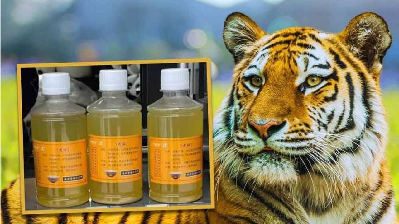 astrogempak_air_kencing_harimau.jpg