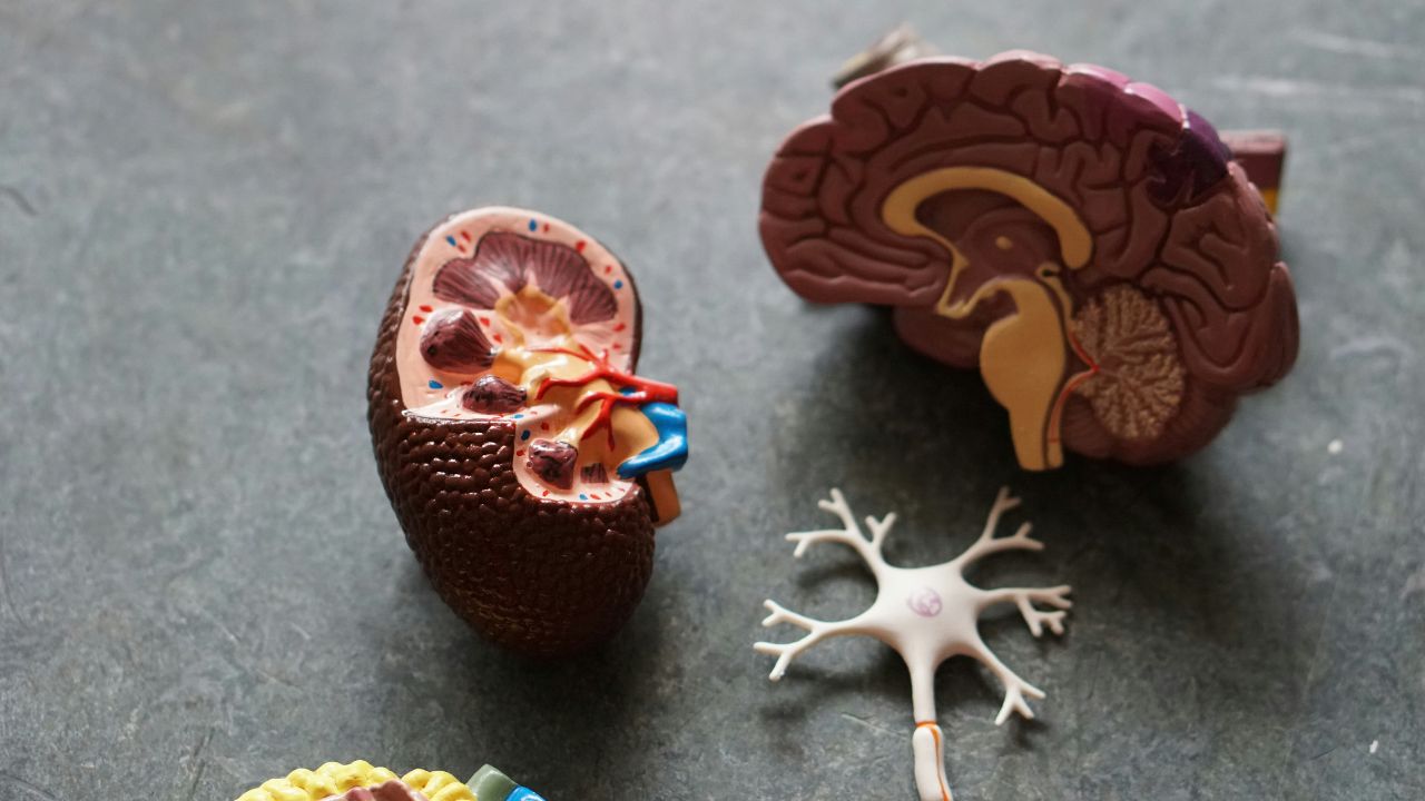 astrogempak_kidney.jpg