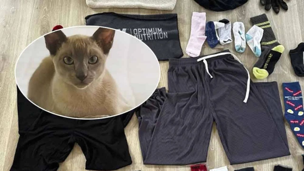 astrogempak_kucing_curi_seluar.jpg