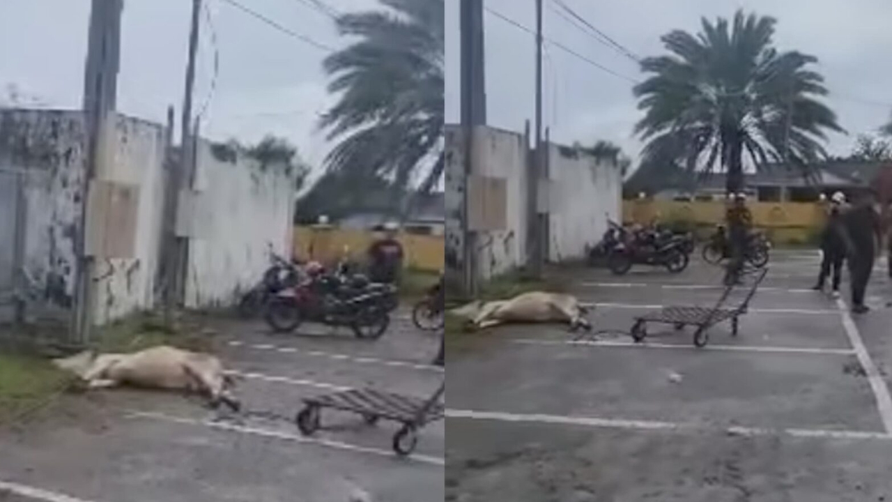 astro_gempak_lembu_renjat.jpg
