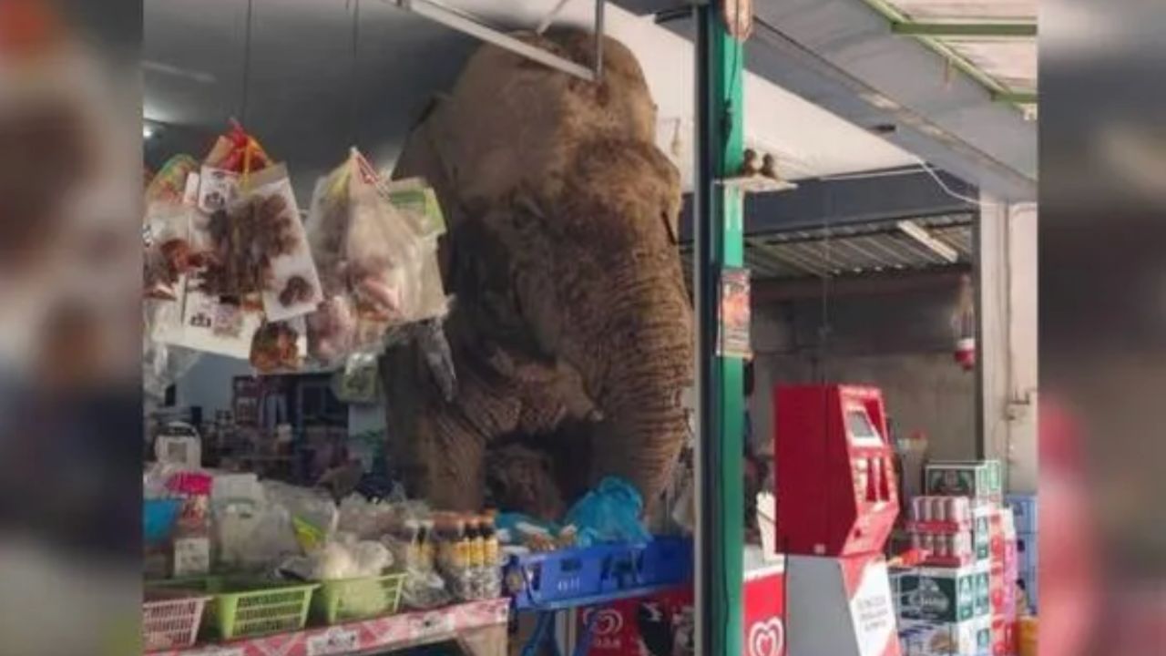 astrogempak_gajah_masuk_kedai_runcit.jpg