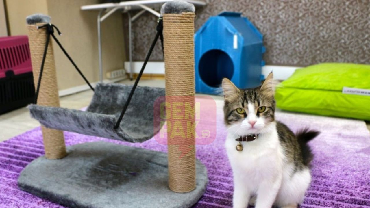 astrogempak_hote_kucing_penuh_tempahan_raya.jpg