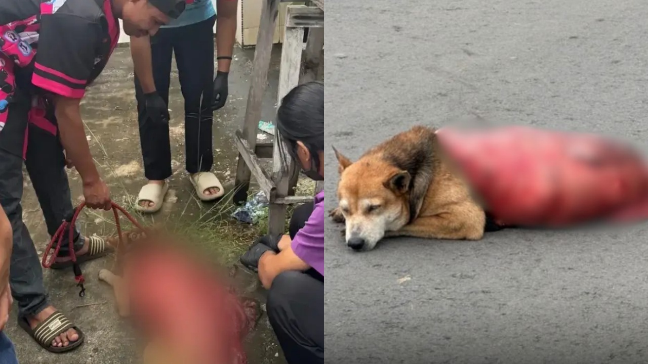 dogft.jpg