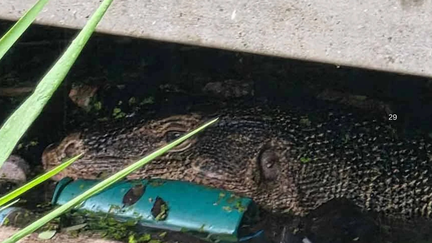 astrogempak_biawak.png