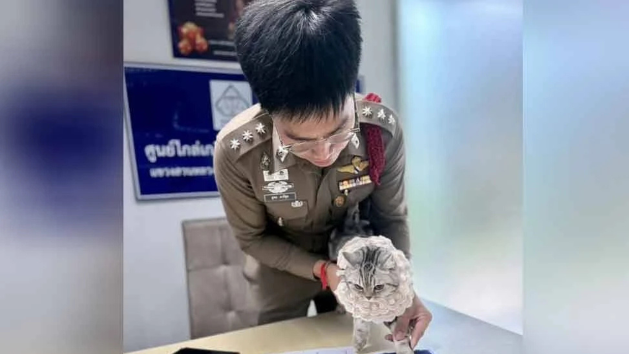 astrogempak_kucing_4.png