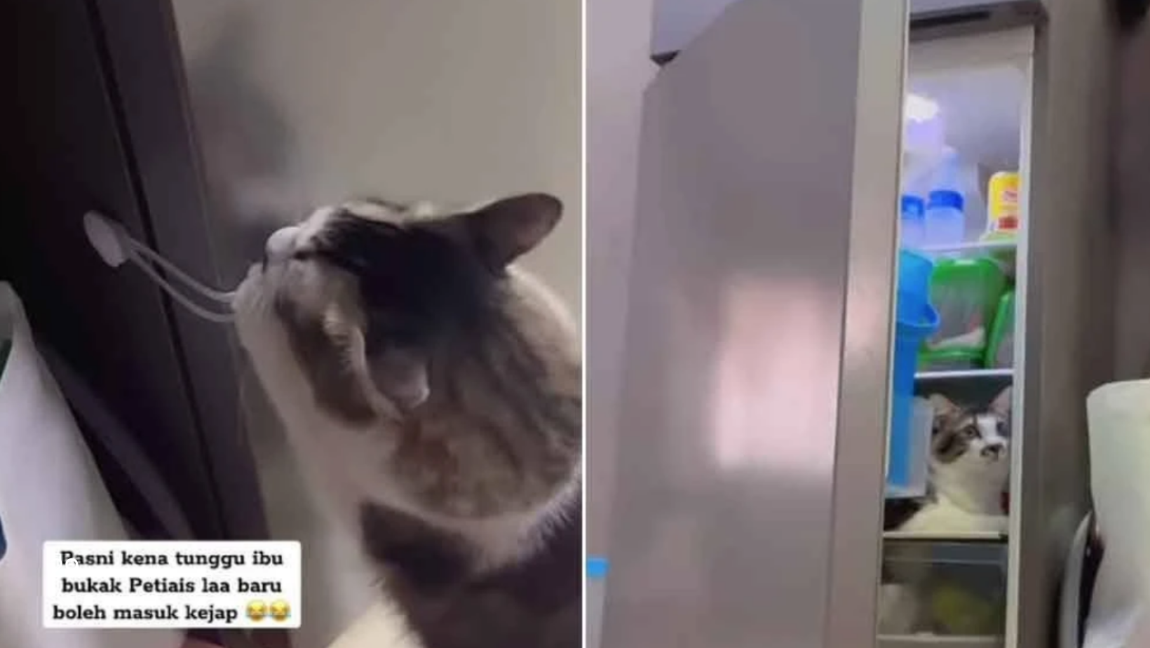 astrogempak_kucing_peti_sejuk.png