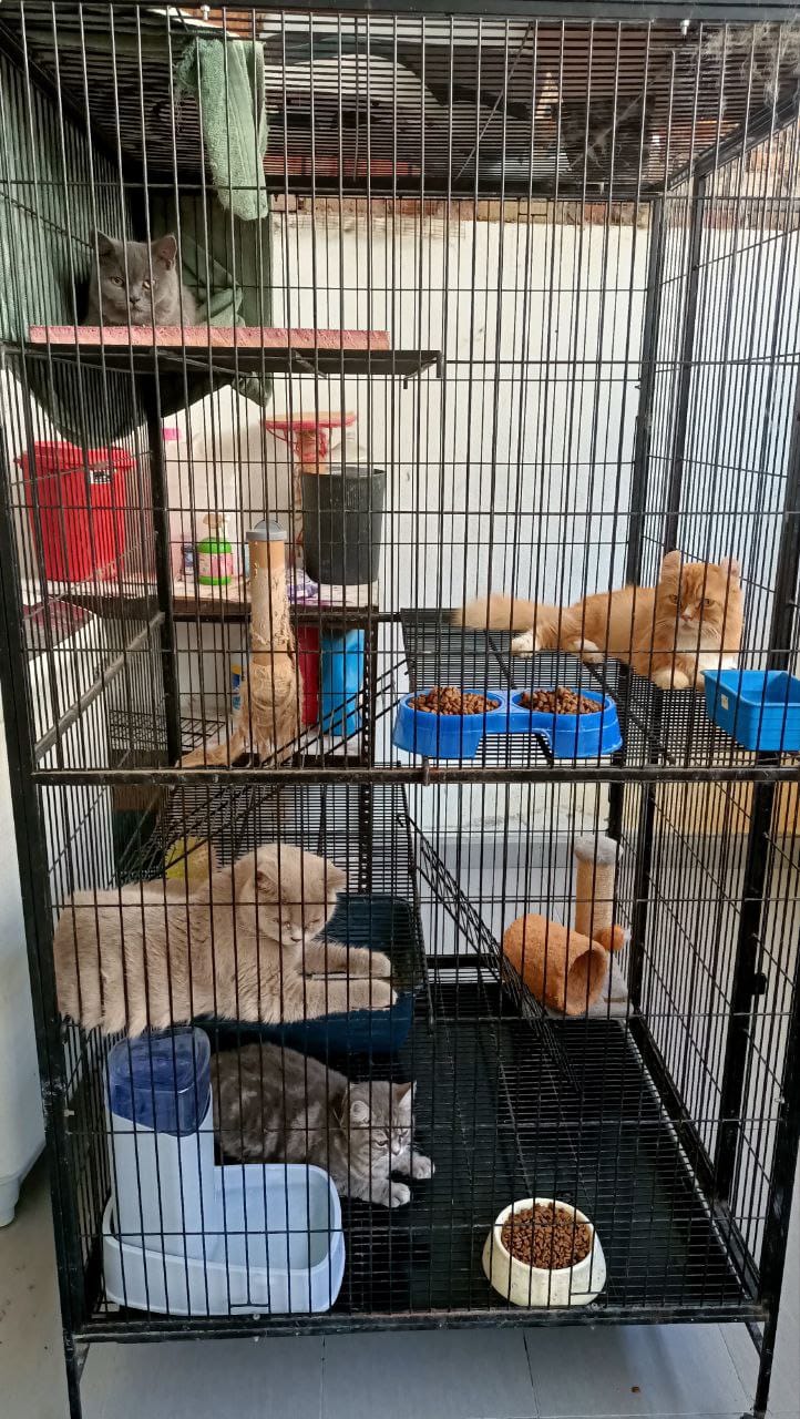 Sumber: Facebook (Pakcik Cat Sitter)