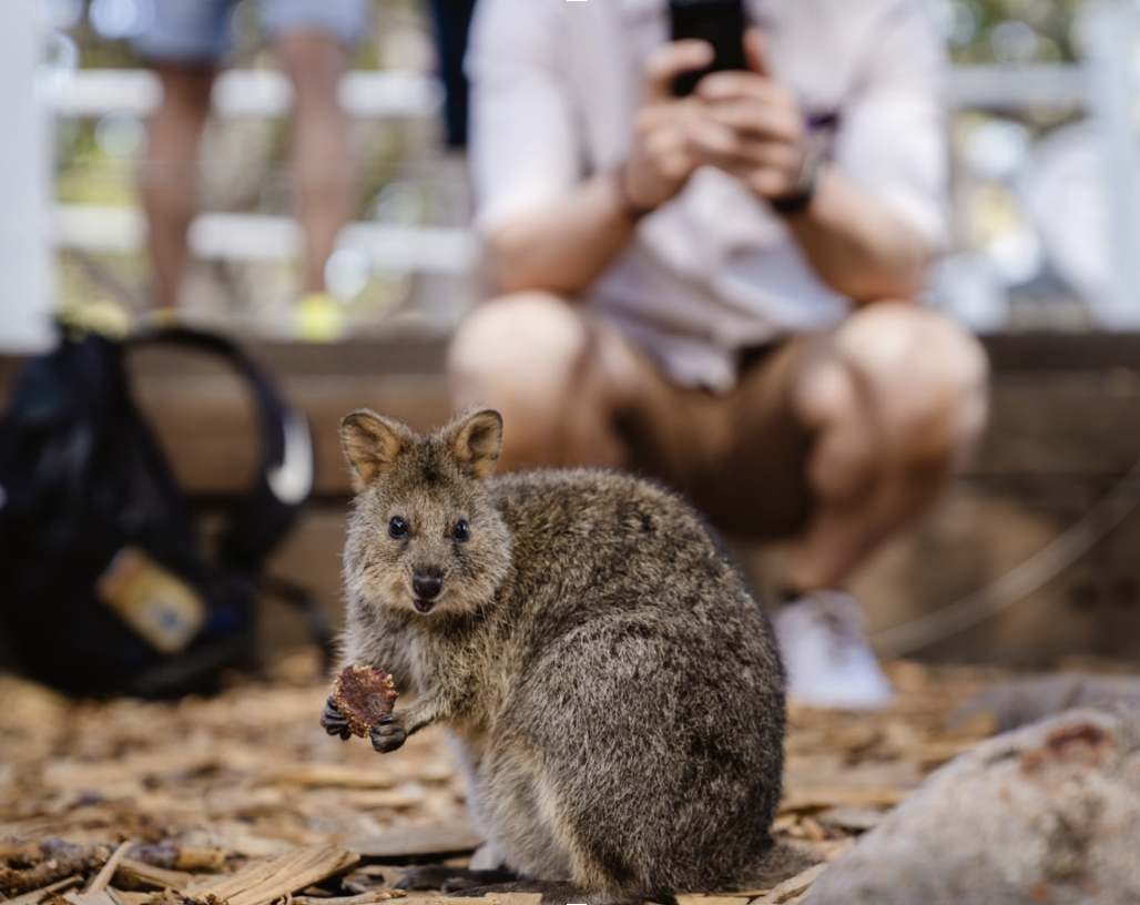 quokka