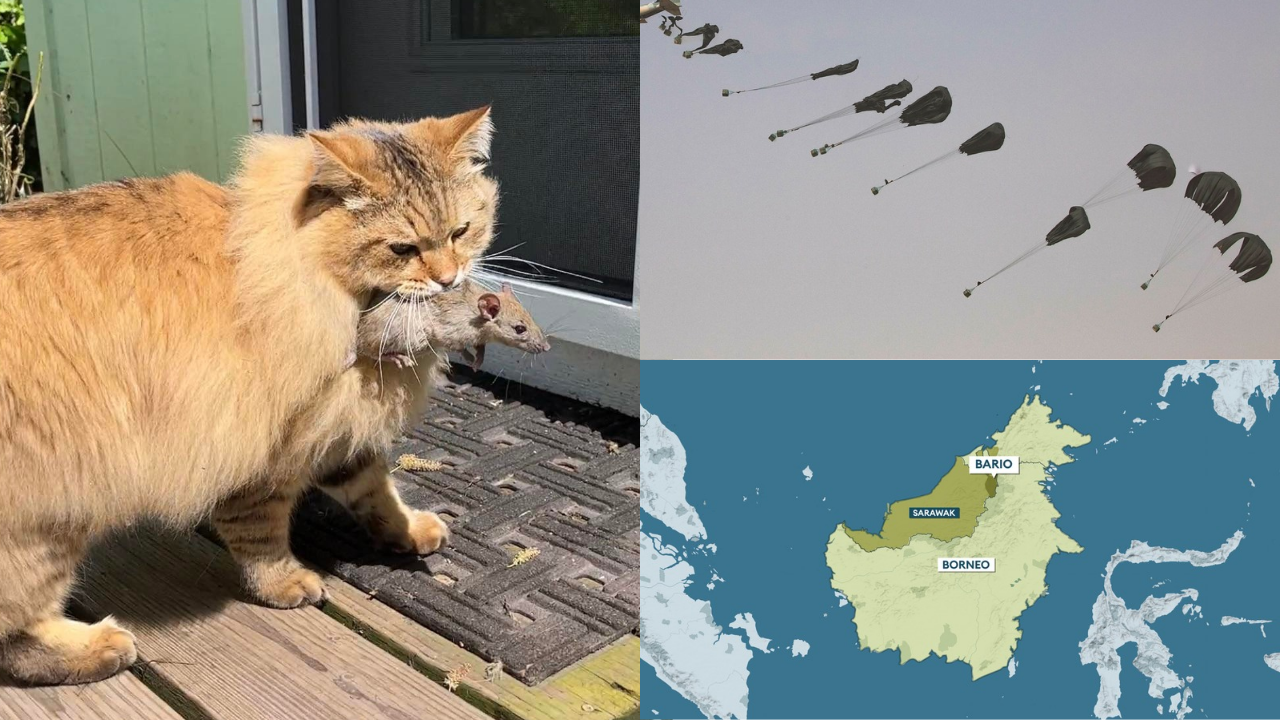 cat