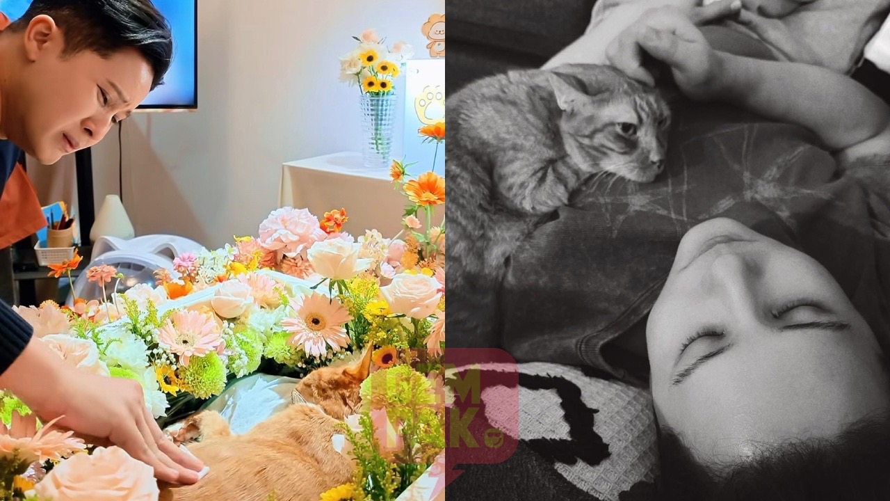 花に囲まれた茶色い猫と、愛猫Angelを悼むCeddy Angの写真