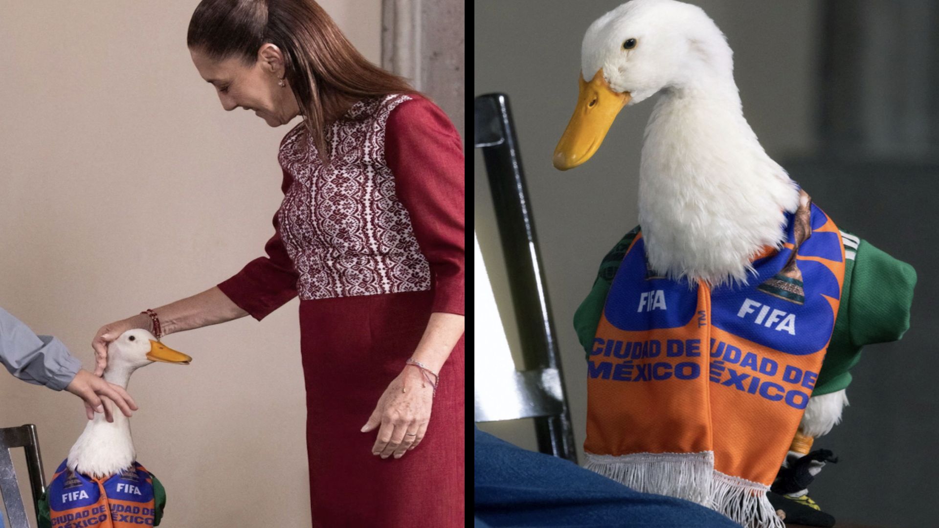 Meet Merlin: The Viral Duck Who Became the Unofficial Mascot of the ...