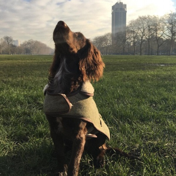 beckham_shit_05.jpg beckham_shit_05.jpg