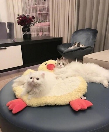 fanbingbing_004.jpg fanbingbing_004.jpg