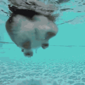2-water-pool-gif.gif