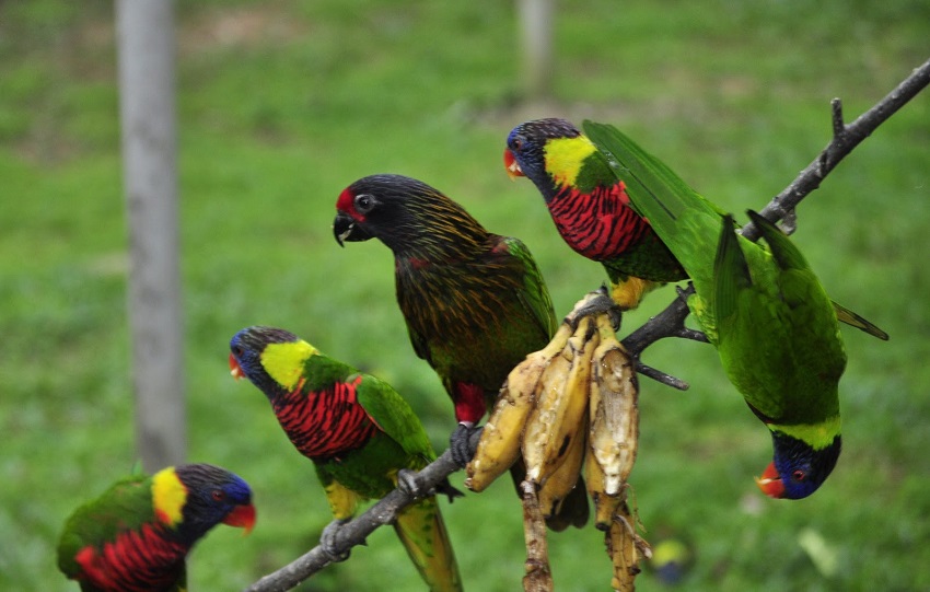 KL-Bird-Park-Malaysia-world-for-travel-(1).jpg KL-Bird-Park-Malaysia-world-for-travel-(1).jpg