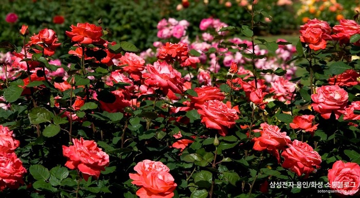 에버랜드-장미축제_1.jpg