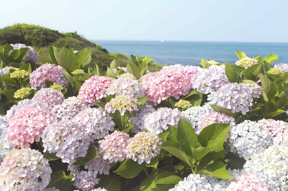 innisfree-Jeju-Color-Picker-Jongdal-ri-1.jpg