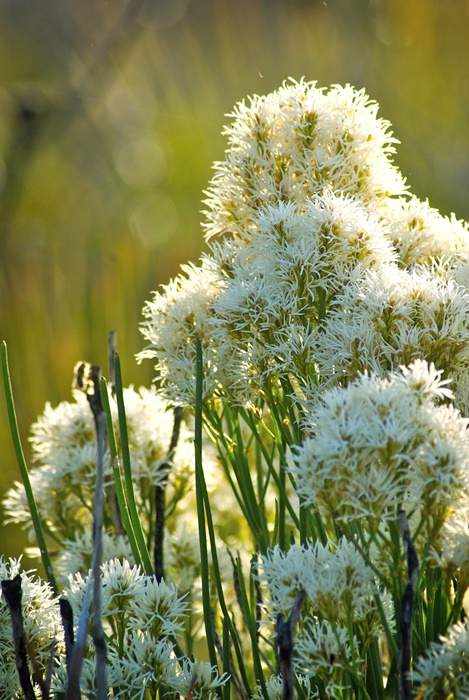 Fitzgerald-National-Park-3.jpg Fitzgerald-National-Park-3.jpg