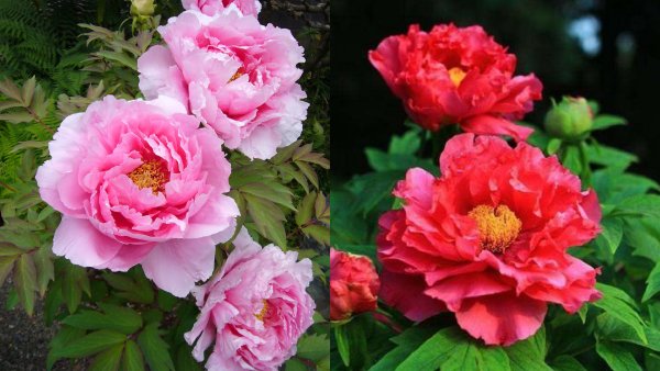 flower_02.jpg