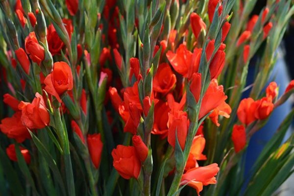 flower_04.jpg