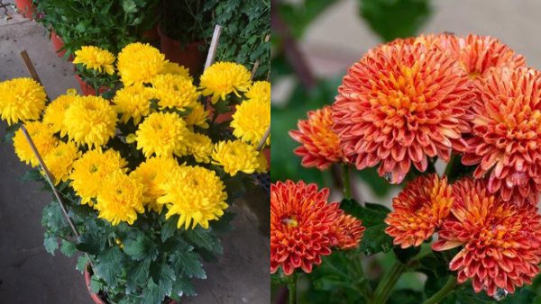 flower_03.jpg