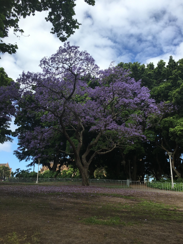jacaranda.jpg